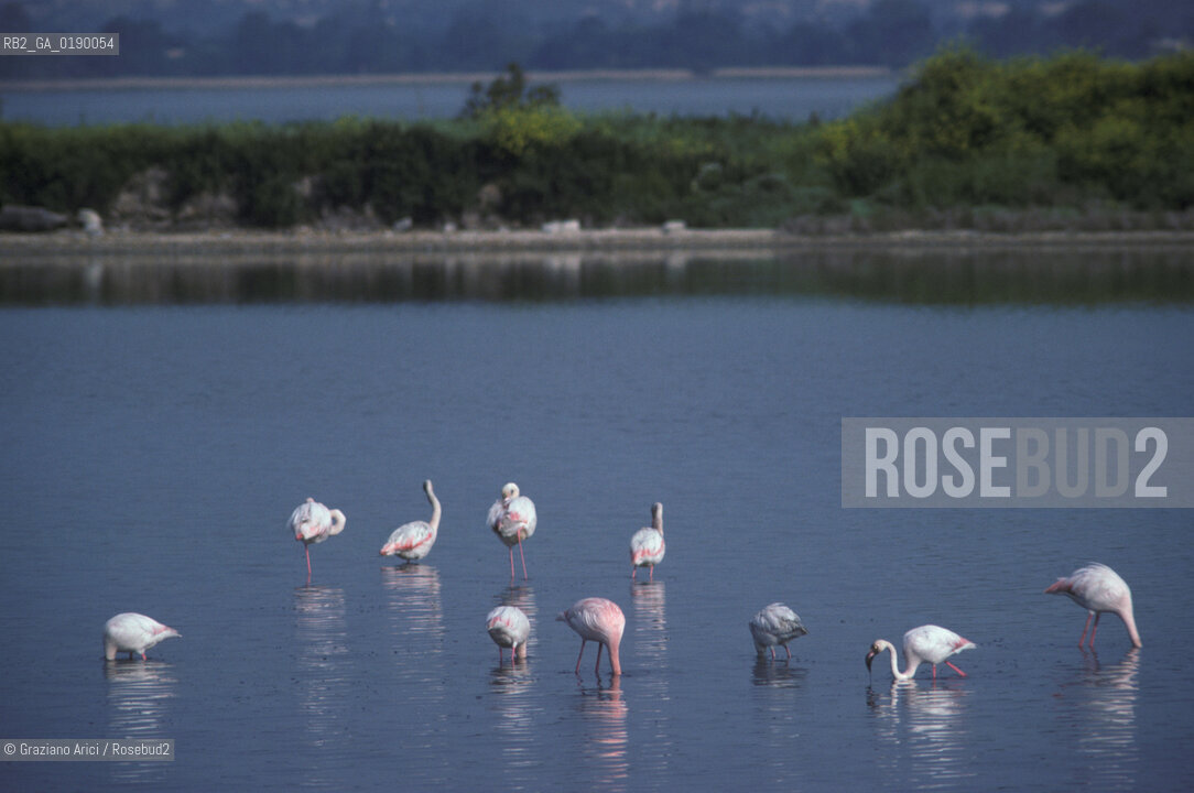 ( FRANCIA  )  PROVENCE-ALPES-COTE DAZUR PARCO NATURALE DELLA CAMARGUE : FLAMANT ROSE FENICOTTERI © 1999 Graziano Arici/Rosebud2 / GEO UCCELLO