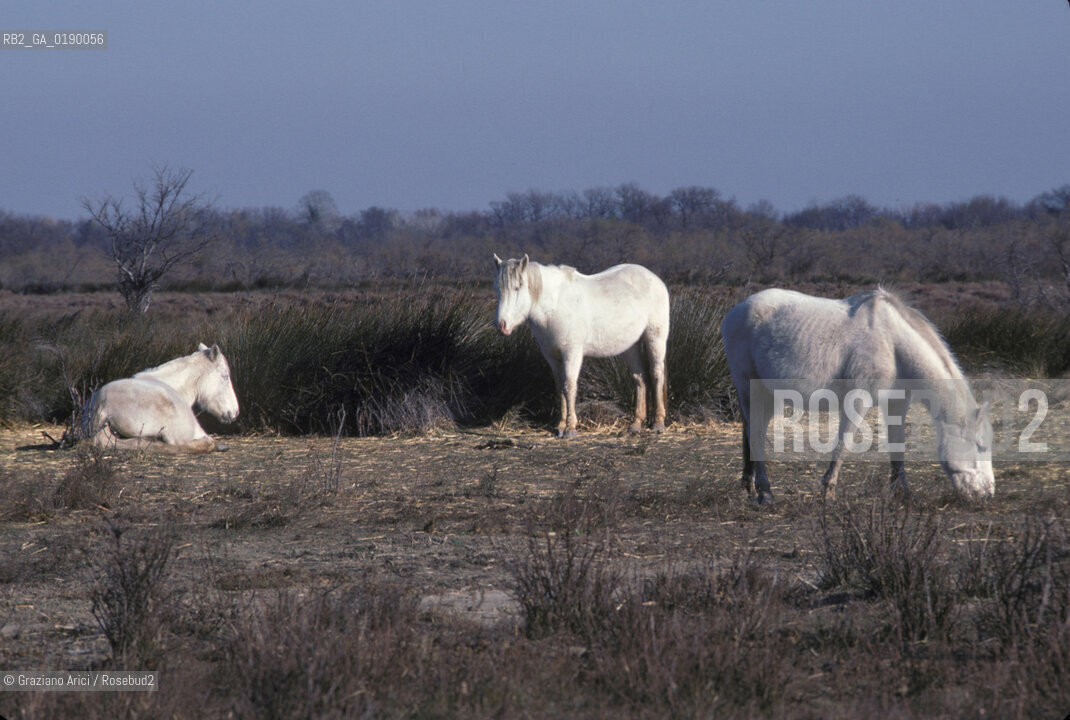 ( FRANCIA  )  PROVENCE-ALPES-COTE DAZUR PARCO NATURALE DELLA CAMARGUE : CAVALLI© 1999 Graziano Arici/Rosebud2 / GEO