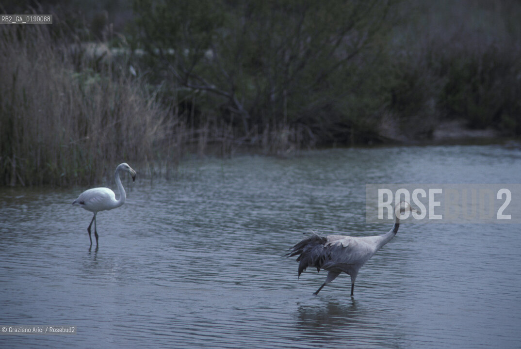 ( FRANCIA  )  PROVENCE-ALPES-COTE DAZUR PARCO NATURALE DELLA CAMARGUE : FLAMANT ROSE FENICOTTERI © 1999 Graziano Arici/Rosebud2 / GEO UCCELLO
