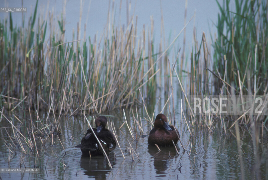 ( FRANCIA  )  PROVENCE-ALPES-COTE DAZUR PARCO NATURALE DELLA CAMARGUE : ANATRA © 1999 Graziano Arici/Rosebud2 / GEO UCCELLO