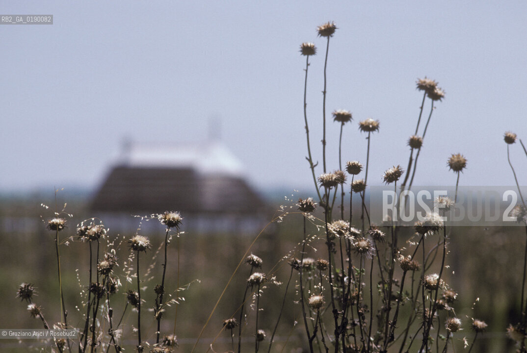 ( FRANCIA  )  PROVENCE-ALPES-COTE DAZUR PARCO NATURALE DELLA CAMARGUE : STAGNO © 1999 Graziano Arici/Rosebud2 / GEO