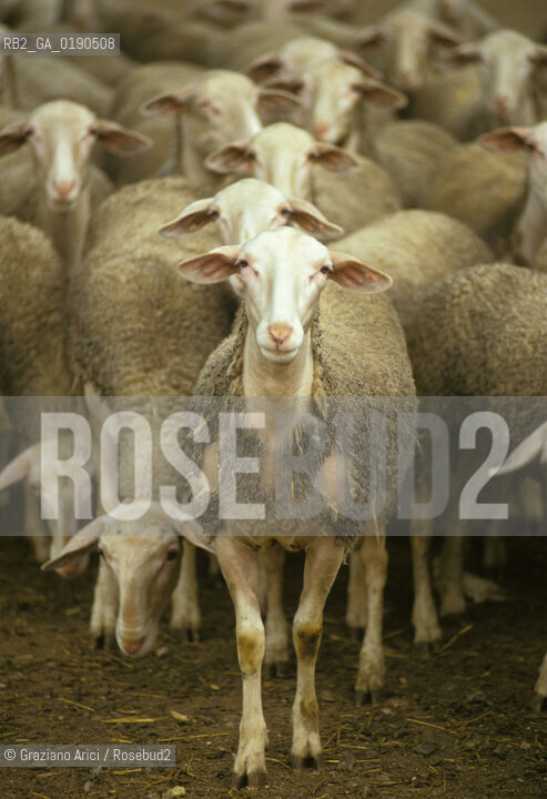 ( FRANCIA  )  LANGUEDOC-ROUSSILLON ALTIPIANO DEL LARZAC CAUSSE : OVILE © 1999 Graziano Arici/Rosebud2 / GEO PECORE