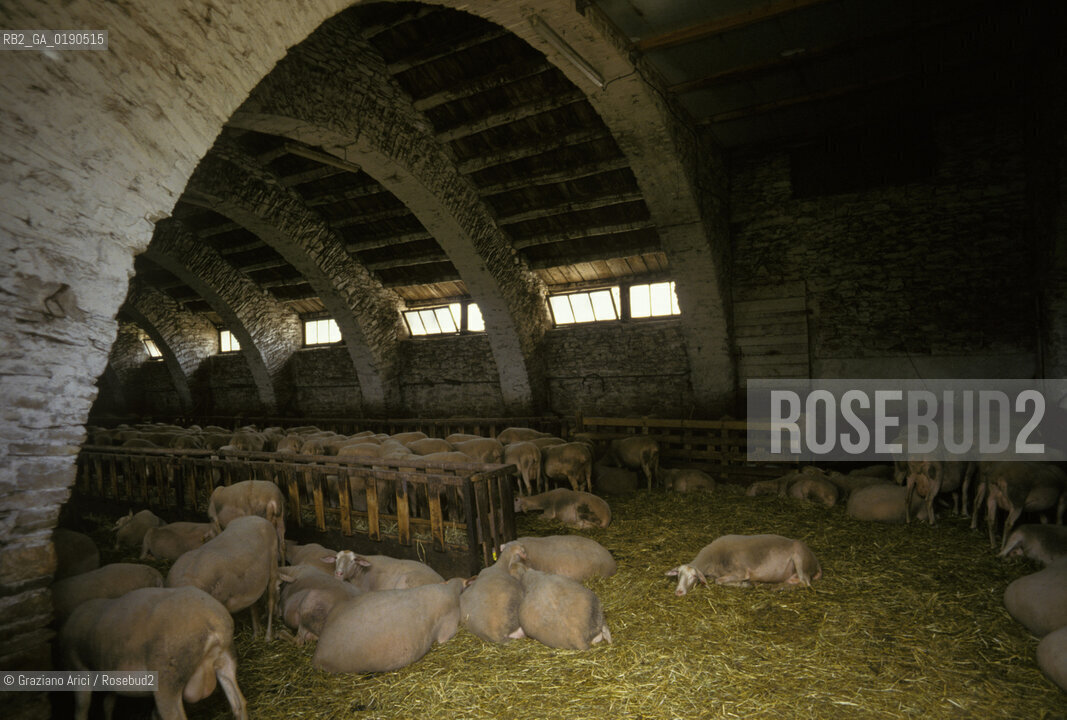 ( FRANCIA  )  LANGUEDOC-ROUSSILLON ALTIPIANO DEL LARZAC CAUSSE : OVILE NEL VILLAGGIO DE LA BLAQUIERE CENTRO DELLA LOTTA DEI PASTORI  © 1999 Graziano Arici/Rosebud2 / GEO