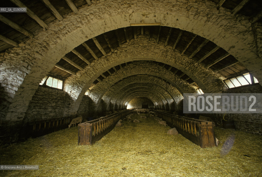 ( FRANCIA  )  LANGUEDOC-ROUSSILLON ALTIPIANO DEL LARZAC CAUSSE : OVILE NEL VILLAGGIO DE LA BLAQUIERE CENTRO DELLA LOTTA DEI PASTORI  © 1999 Graziano Arici/Rosebud2 / GEO PECORE