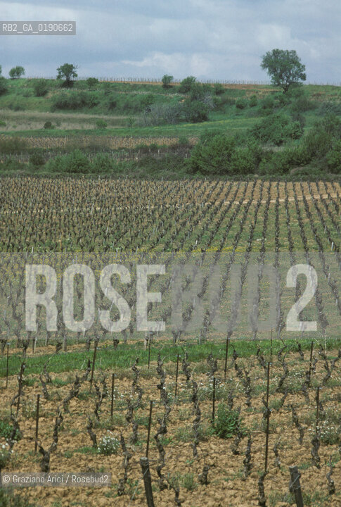 ( FRANCIA  )  LANGUEDOC-ROUSSILLON VIGNETI © 1999 Graziano Arici/Rosebud2 / GEO VINO