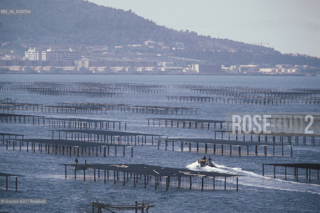( FRANCIA  )  LANGUEDOC-ROUSSILLON  LAGUNA DI MEZE : ALLEVAMENTI DI OSTRICHE © 1999 Graziano Arici/Rosebud2 / GEO