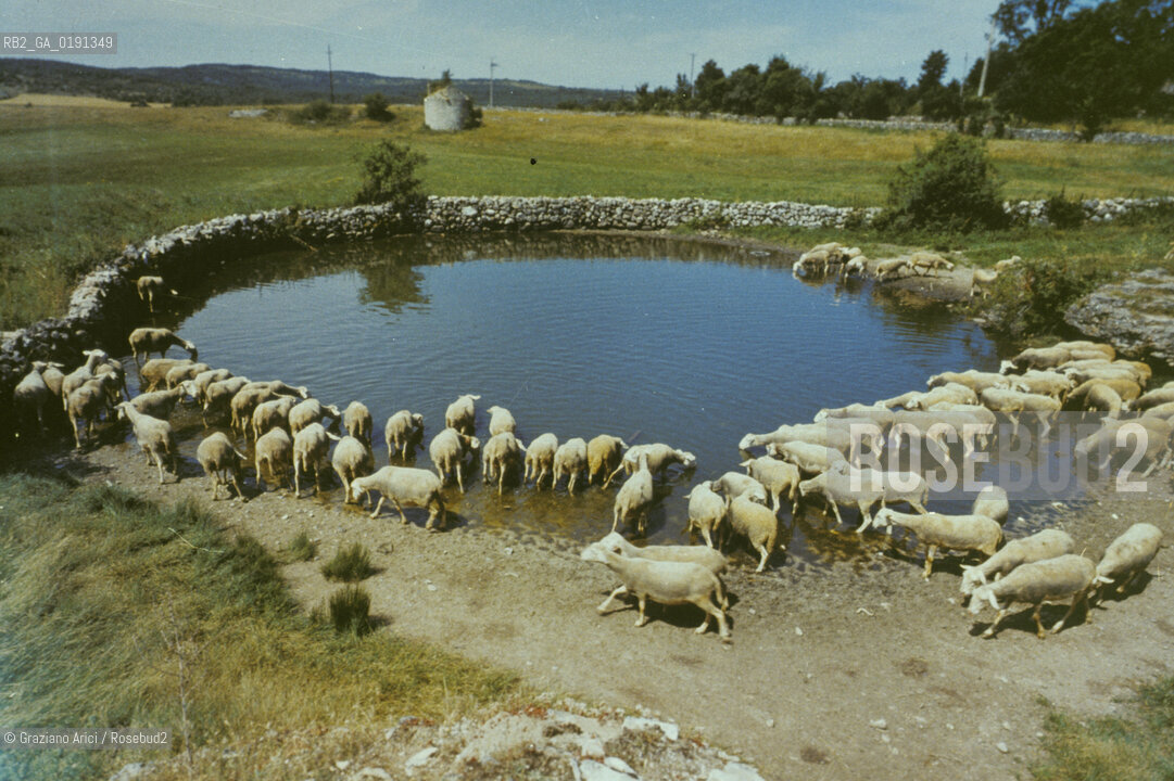 ( FRANCIA  )  LANGUEDOC-ROUSSILLON ALTIPIANO DEL LARZAC CAUSSE : ABBEVERATOIO © 1999 Graziano Arici/Rosebud2 / GEO PECORE