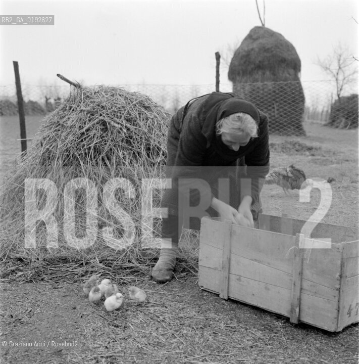 HEN-BREEDING IN MOGLIANO VENETO ( VENICE )- 1960 - © ARCHIVIO Graziano Arici/Rosebud2  / CAMPAGNA / GALLINA / COVAOVI / UOVA