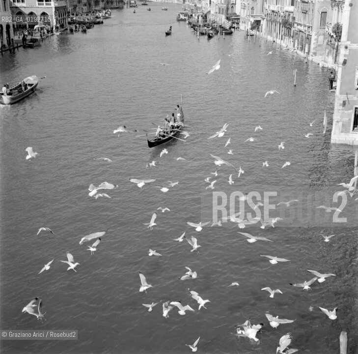 GRAND CANAL, SEAGULLS IN VENICE - 196? - © ARCHIVIO Graziano Arici/Rosebud2  / ANIMALI / CANAL GRANDE / GONDOLA / GABBIANO