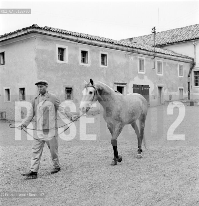 LIPICA : HORSE-BREEDING  - 1959 -  © ARCHIVIO Graziano Arici/Rosebud2  / ALLEVAMENTO DI CAVALLI /  ANIMALE / CAVALLO