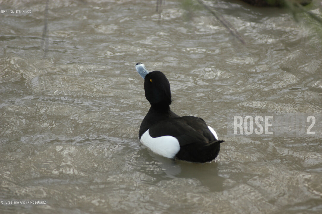 ( FRANCIA  )  PROVENCE-ALPES-COTE DAZUR PARCO NATURALE DELLA CAMARGUE : ANATRA © 1999 Graziano Arici/Rosebud2 / GEO UCCELLO