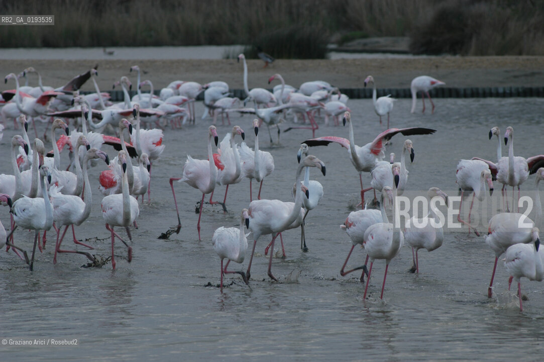( FRANCIA  )  PROVENCE-ALPES-COTE DAZUR PARCO NATURALE DELLA CAMARGUE : FLAMANT ROSE FENICOTTERI © 2003  Graziano Arici/Rosebud2 / GEO UCCELLO