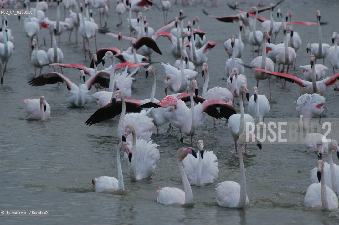 ( FRANCIA  )  PROVENCE-ALPES-COTE DAZUR PARCO NATURALE DELLA CAMARGUE : FLAMANT ROSE FENICOTTERI © 2003  Graziano Arici/Rosebud2 / GEO UCCELLO