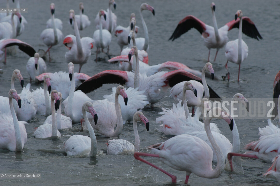 ( FRANCIA  )  PROVENCE-ALPES-COTE DAZUR PARCO NATURALE DELLA CAMARGUE : FLAMANT ROSE FENICOTTERI © 2003  Graziano Arici/Rosebud2 / GEO UCCELLO