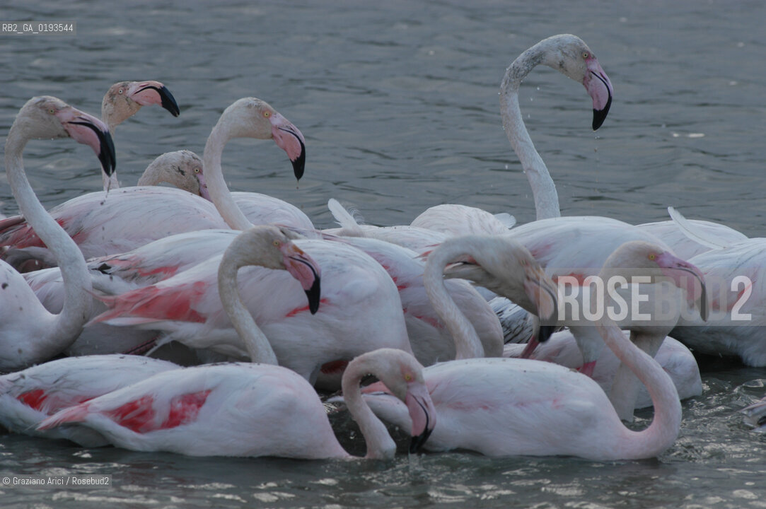 ( FRANCIA  )  PROVENCE-ALPES-COTE DAZUR PARCO NATURALE DELLA CAMARGUE : FLAMANT ROSE FENICOTTERI © 2003  Graziano Arici/Rosebud2 / GEO UCCELLO