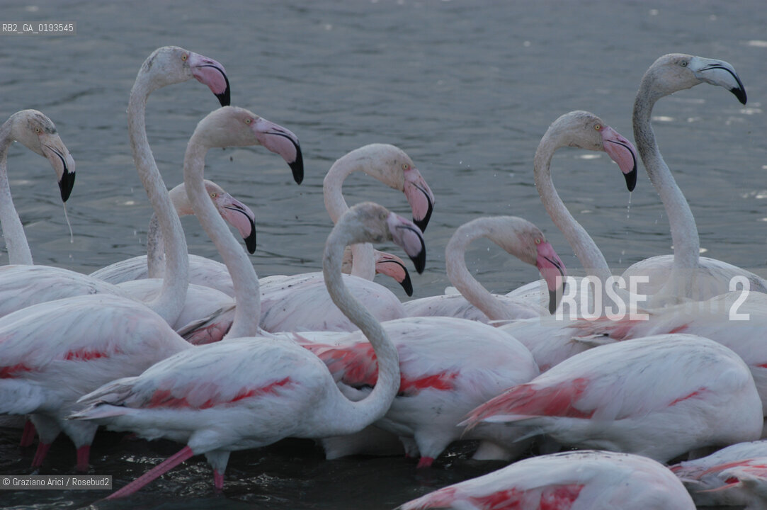( FRANCIA  )  PROVENCE-ALPES-COTE DAZUR PARCO NATURALE DELLA CAMARGUE : FLAMANT ROSE FENICOTTERI © 2003  Graziano Arici/Rosebud2 / GEO UCCELLO