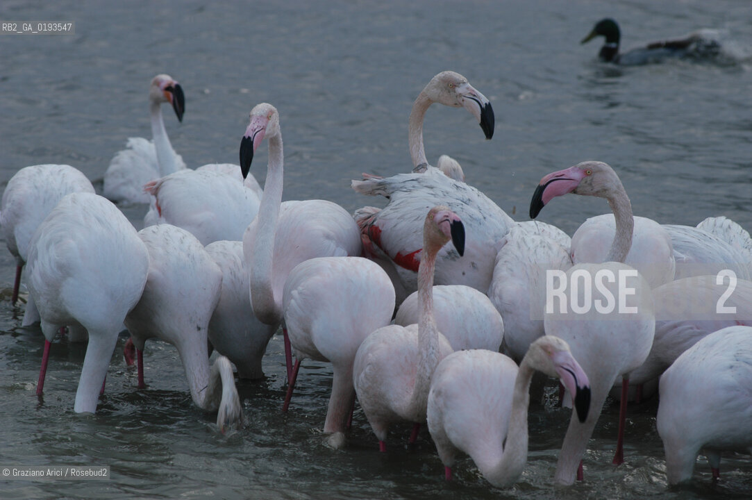 ( FRANCIA  )  PROVENCE-ALPES-COTE DAZUR PARCO NATURALE DELLA CAMARGUE : FLAMANT ROSE FENICOTTERI © 2003  Graziano Arici/Rosebud2 / GEO UCCELLO