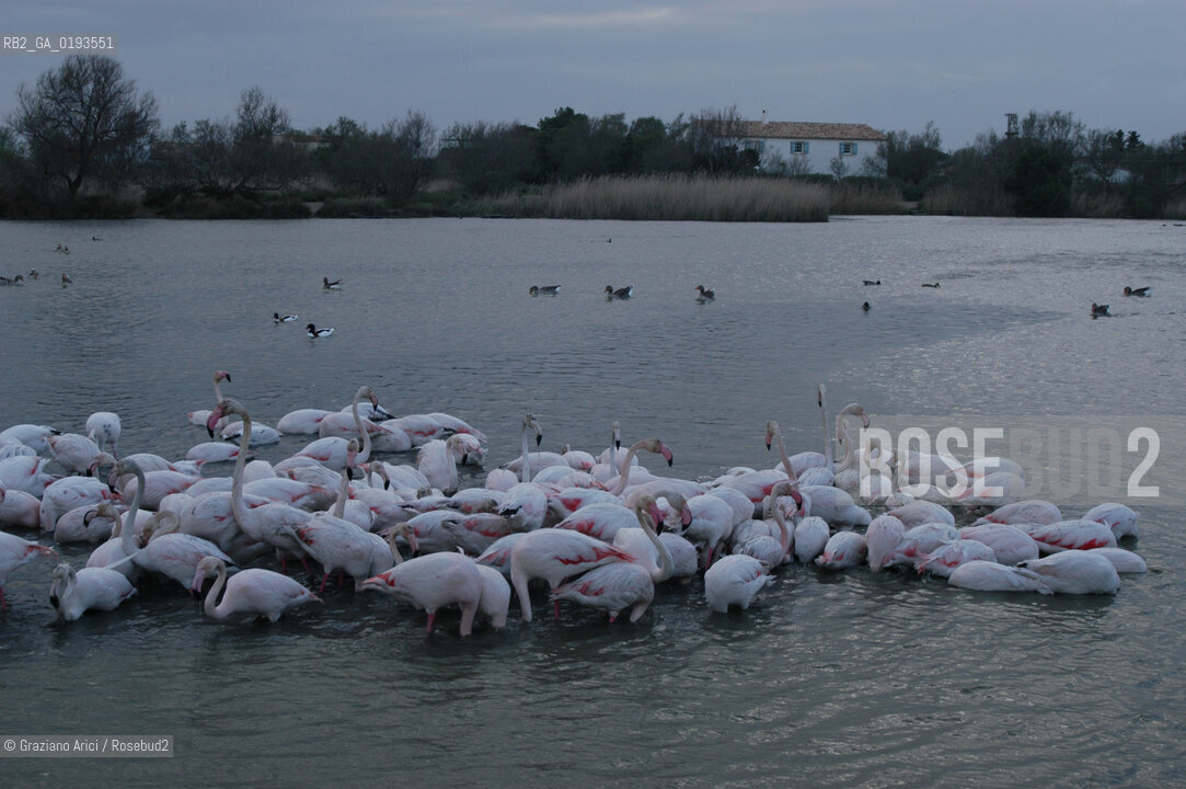 ( FRANCIA  )  PROVENCE-ALPES-COTE DAZUR PARCO NATURALE DELLA CAMARGUE : FLAMANT ROSE FENICOTTERI © 2003  Graziano Arici/Rosebud2 / GEO UCCELLO