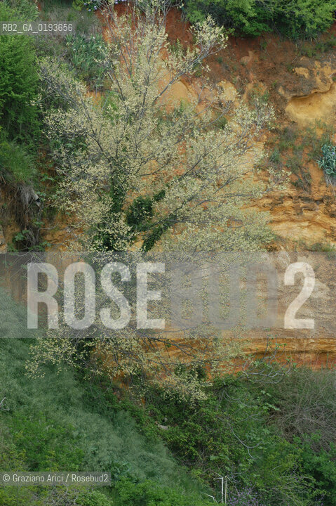 ( FRANCIA  )  PROVENCE-ALPES-COTE DAZUR ROUSSILLON  : FIORE © 2003 Graziano Arici/Rosebud2 / GEO