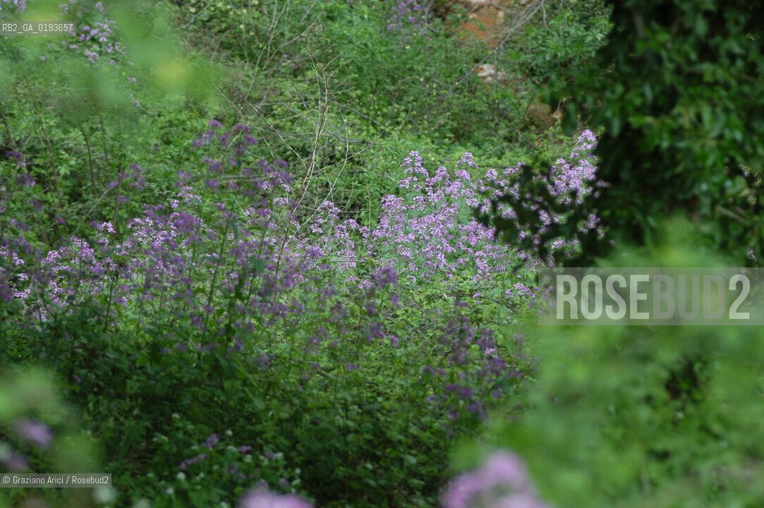 ( FRANCIA  )  PROVENCE-ALPES-COTE DAZUR ROUSSILLON  : FIORE © 2003 Graziano Arici/Rosebud2 / GEO