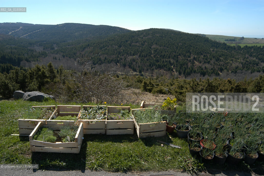 ( FRANCIA  )  MIDI-PYRENEES  ALTIPIANO DELLAUBRAC LAGUIOLE : RISTORANTE E ALBERGO DELLO CHEF MICHEL BRAS - ERBE AROMATICHE  © 2003 Graziano Arici/Rosebud2 / GEO / GASTRONOMIA / CUOCO