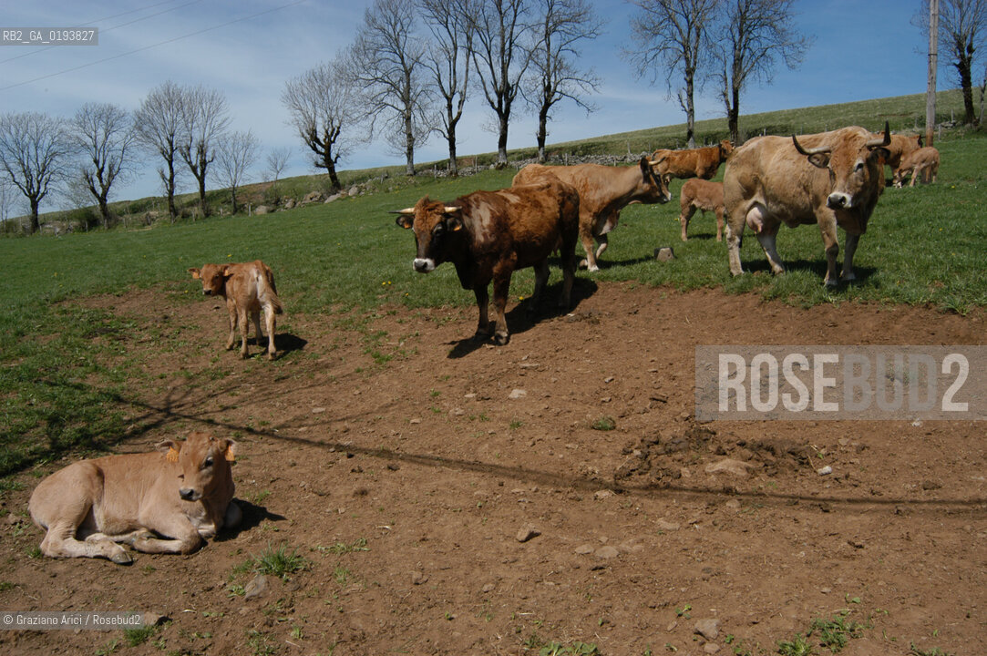 ( FRANCIA  )  MIDI-PYRENEES  ALTIPIANO DELLAUBRAC LAGUIOLE : MUCCHE DI RAZZA AUBRAC  © 2003 Graziano Arici/Rosebud2 / GEO