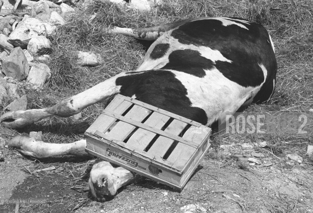 GEMONA 1976 MUCCA MORTA DOPO IL TERREMOTO NEL FRIULI © ARCHIVIO Graziano Arici/Rosebud2  TERREMOTO FRIULI VENEZIA GIULIA CATASTROFI AMBIENTALI CASE DISTRUTTE ROVINE MACERIE