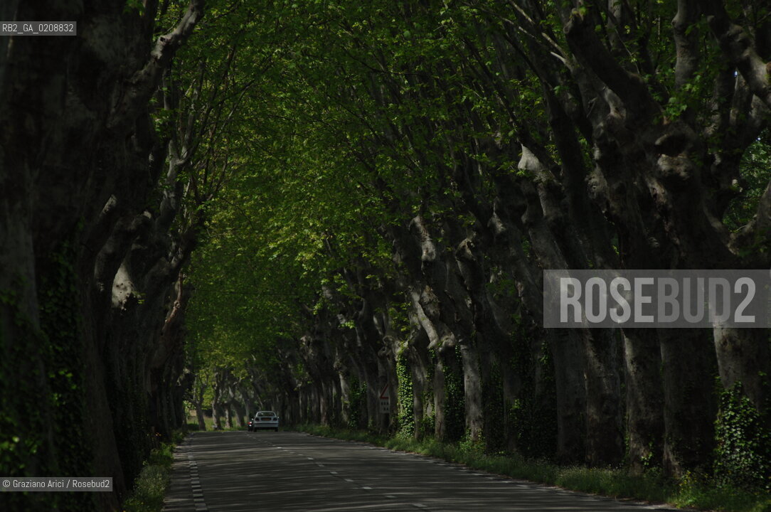 ALPILLES (FRANCE PROVENCE) MAY 2008 - PLANE TREES BOULEVARD ©Graziano Arici/Rosebud2 ALBERO PLATANO VIALE GEO