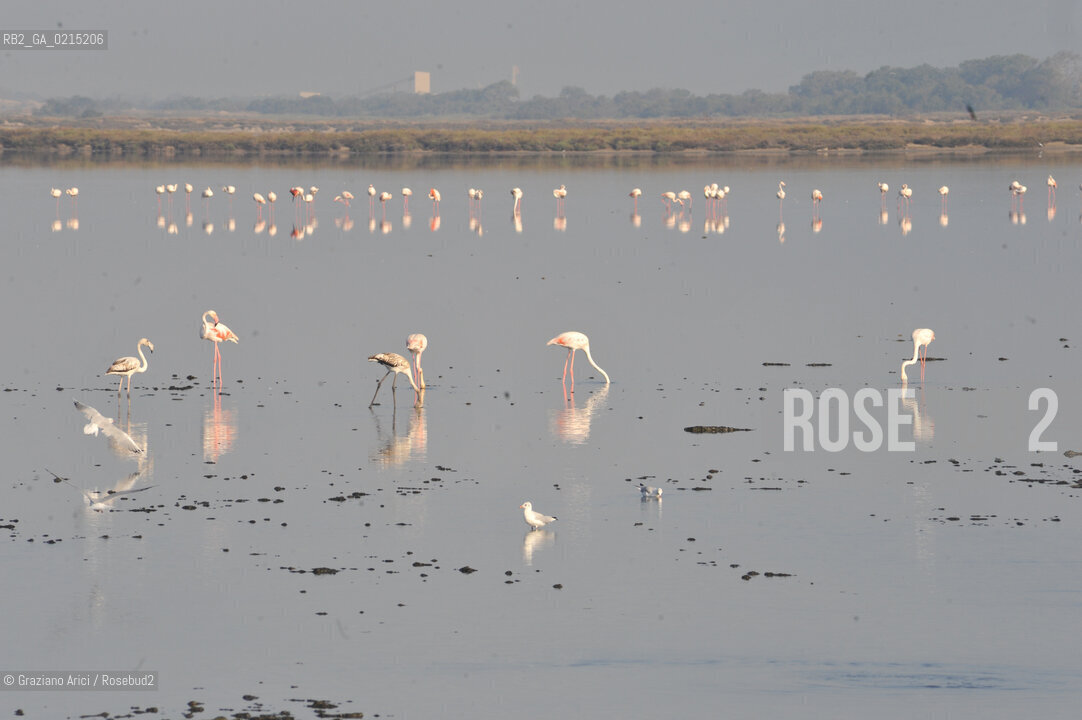 Camargue (France - Provence - Provenza) 8/09 - Camargue with birds  ©Graziano Arici/Rosebud2 geo