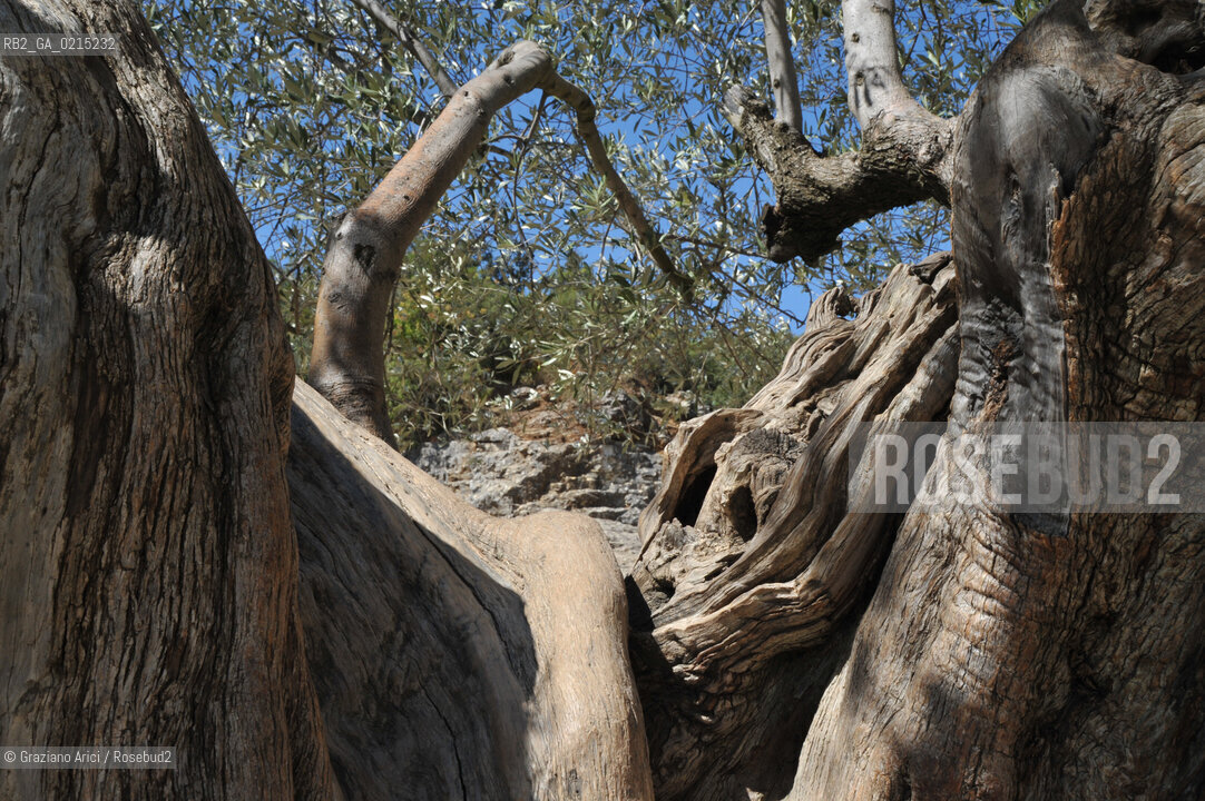 Pont-du Gard (France - Provence - Provenza) 8/09 - Pont-du-gard  ©Graziano Arici/Rosebud2 geo acquedotto romano barca fiume albero valentina
