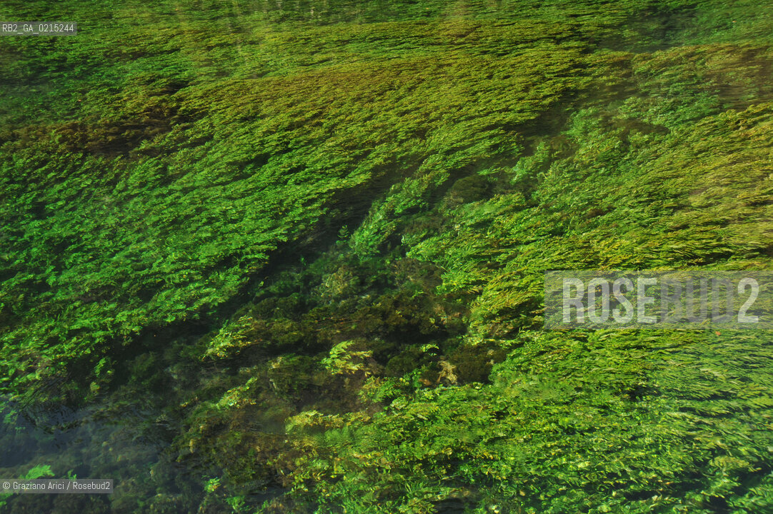 Vaucluse (France - Provence - Provenza) 8/09 - Fontaine de Vaucluse - spring Petrarca Laura ©Graziano Arici/Rosebud2 geo sorgente acqua verde