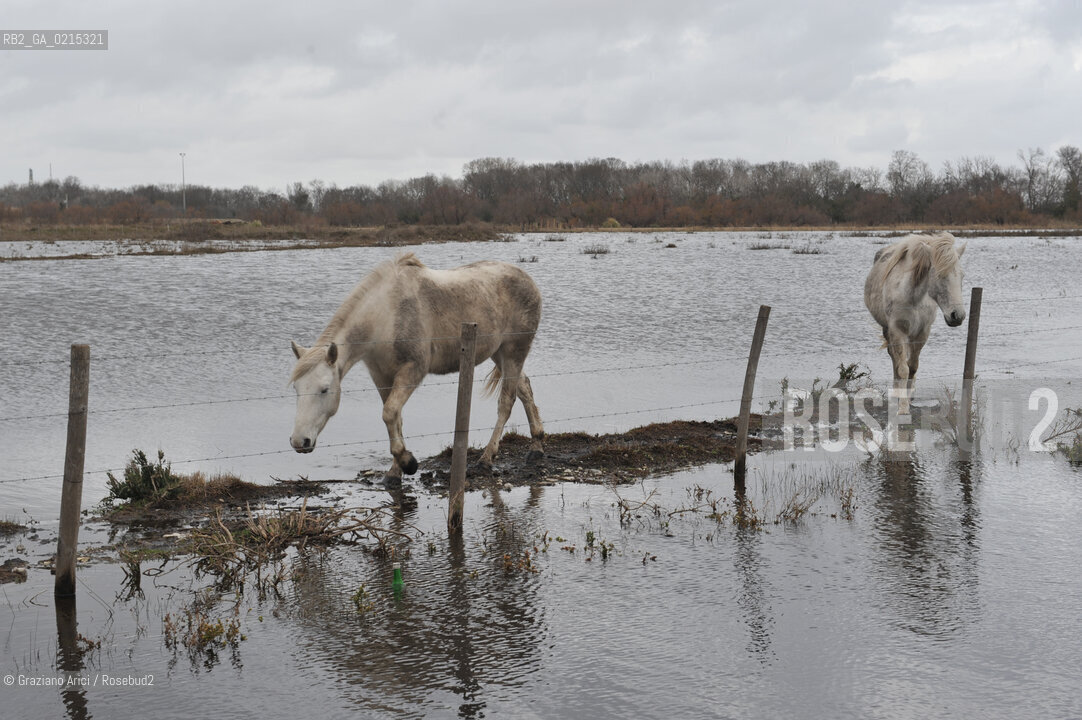 (FRANCE - FRANCIA) PROVENCE ARLES - CAVALLO IN CAMARGUE ©Graziano Arici/Rosebud2 PROVENZA