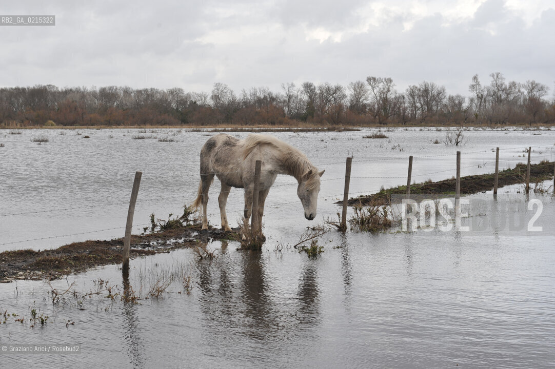 (FRANCE - FRANCIA) PROVENCE ARLES - CAVALLO IN CAMARGUE ©Graziano Arici/Rosebud2 PROVENZA