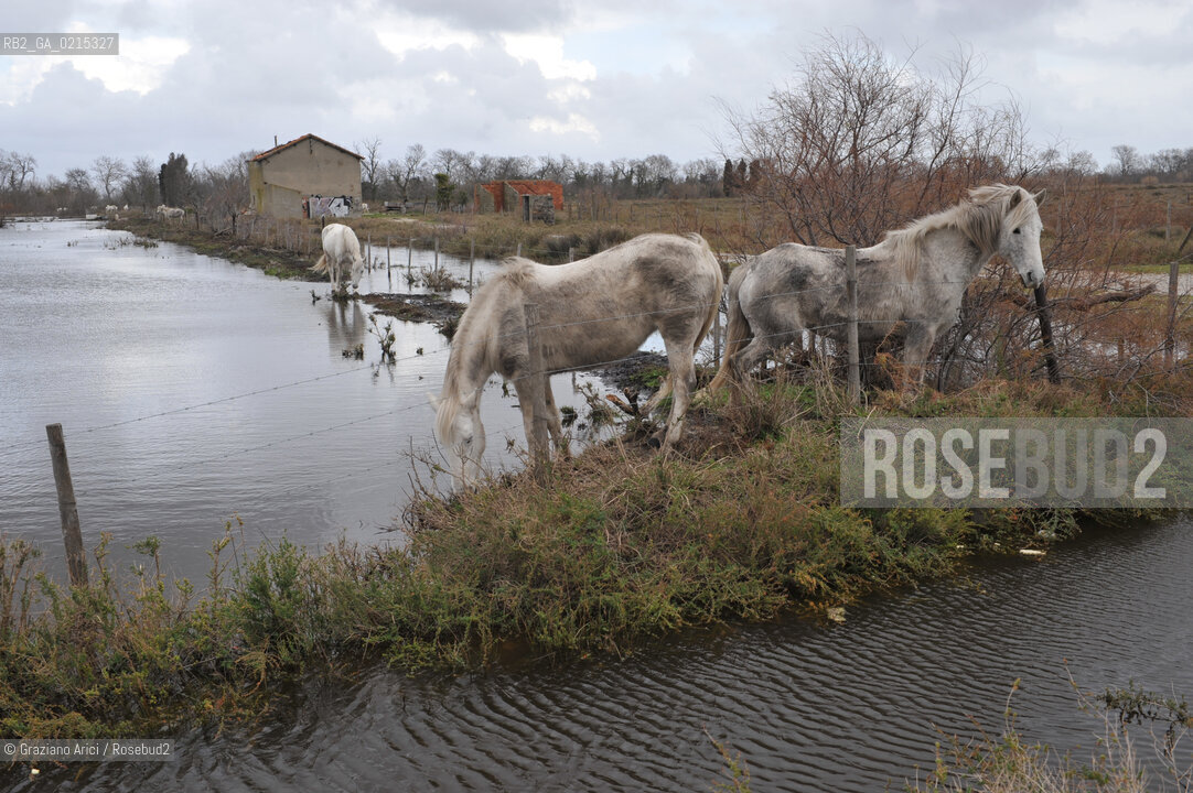 Camargue (France - Provence - Provenza) 8/09 - lagoon horses ©Graziano Arici/Rosebud2 geo spiaggia laguna cavallo bianco