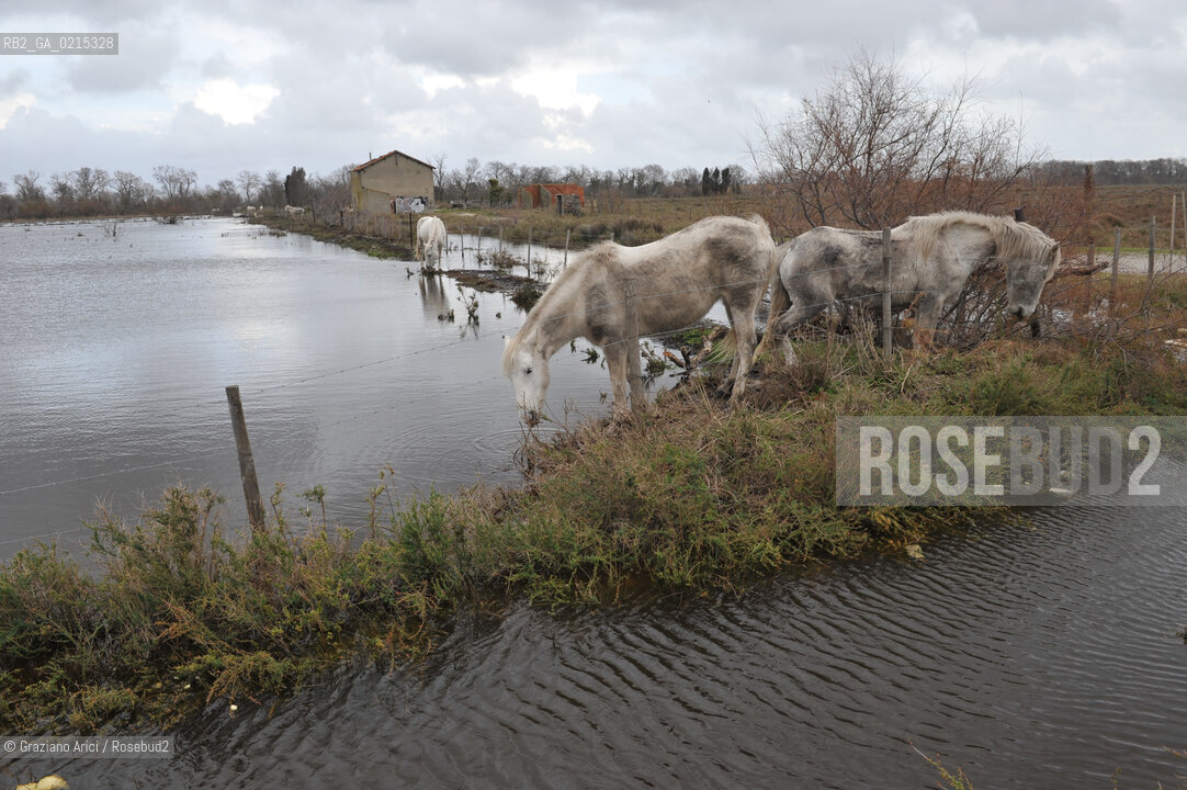 Camargue (France - Provence - Provenza) 8/09 - lagoon horses ©Graziano Arici/Rosebud2 geo spiaggia laguna cavallo bianco