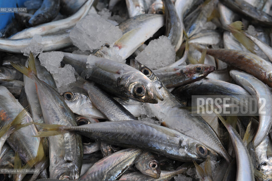 Arles (France - Provence - Provenza) 8/09 - fish market ©Graziano Arici/Rosebud2 geo pesce gastronomia