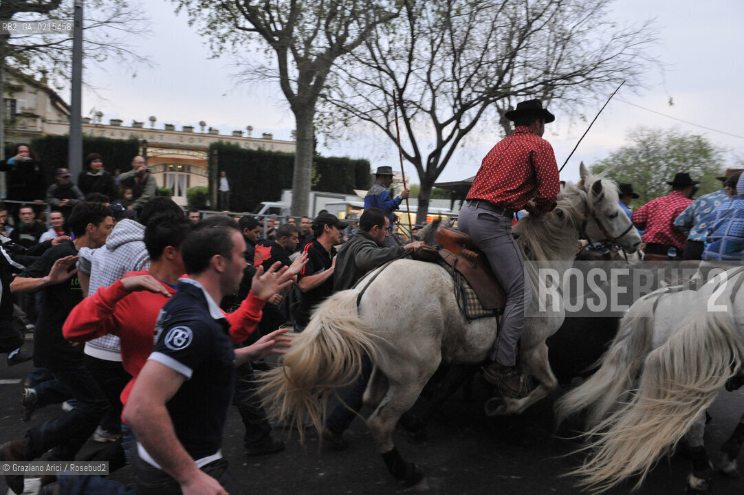 Arles (France - Provence - Provenza) 8/09 -Feria de Paques  horses and bulls ©Graziano Arici/Rosebud2 geo cavallo toro
