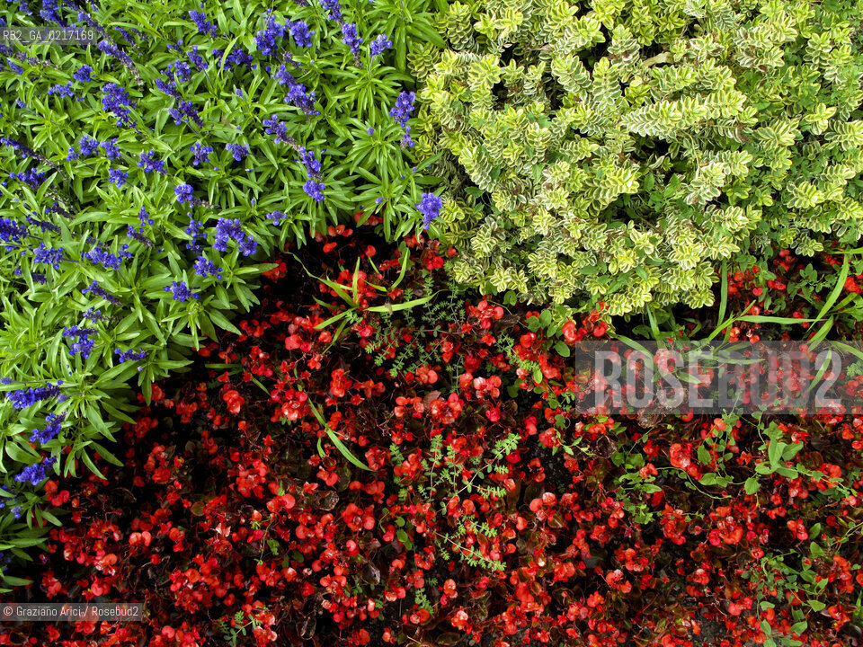 Arles (France , Provence) 10/8/ 2010 : flower in Arles geo fiori ©Graziano Arici/Rosebud2