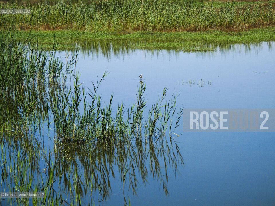 Arles (France , Provence) 10/8/ 2010 : Camargue Park Arles geo feria ©Graziano Arici/Rosebud2