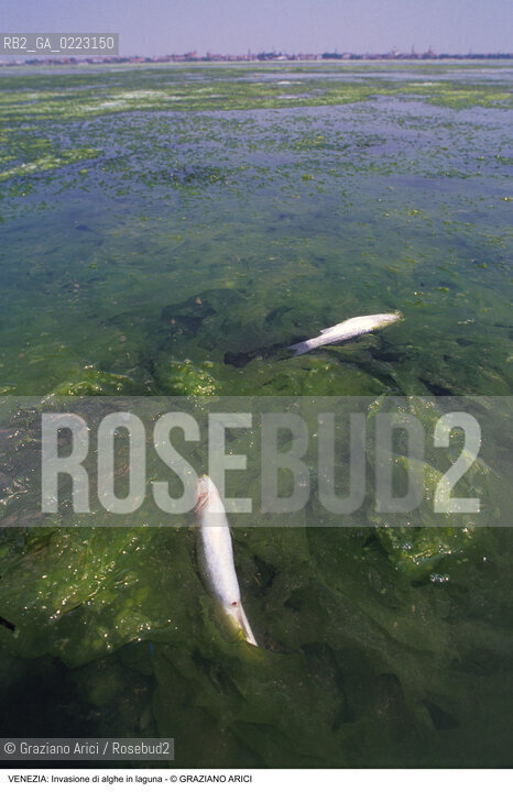 Localizzazione:..VENEZIA..Oggetto:..Soggetto:..INVASIONE DI ALGHE IN LAGUNA / MORIA DI PESCE..Cronologia: ..Definizione Culturale:..   Autore: ..   Stile: ..   Editori/Stampatori:..   Committenza:..Materia e Tecnica:..Collocazione:..Note:..PROBLEMI INQUINAMENTO..Riproduzione Fotografica:..Graziano Arici/Rosebud2 .Copyright:..Graziano Arici/Rosebud2 .Data:..1990..Costo:..A..