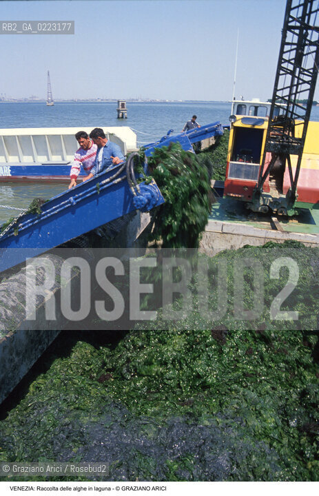 Localizzazione:..VENEZIA..Oggetto:..Soggetto:..RACCOLTA DI ALGHE IN LAGUNA / CONSORZIO VENEZIA NUOVA..Cronologia: ..Definizione Culturale:..   Autore: ..   Stile: ..   Editori/Stampatori:..   Committenza:..Materia e Tecnica:..Collocazione:..Note:..PROBLEMI INQUINAMENTO..Riproduzione Fotografica:..Graziano Arici/Rosebud2 .Copyright:..Graziano Arici/Rosebud2 .Data:..1990..Costo:..A..