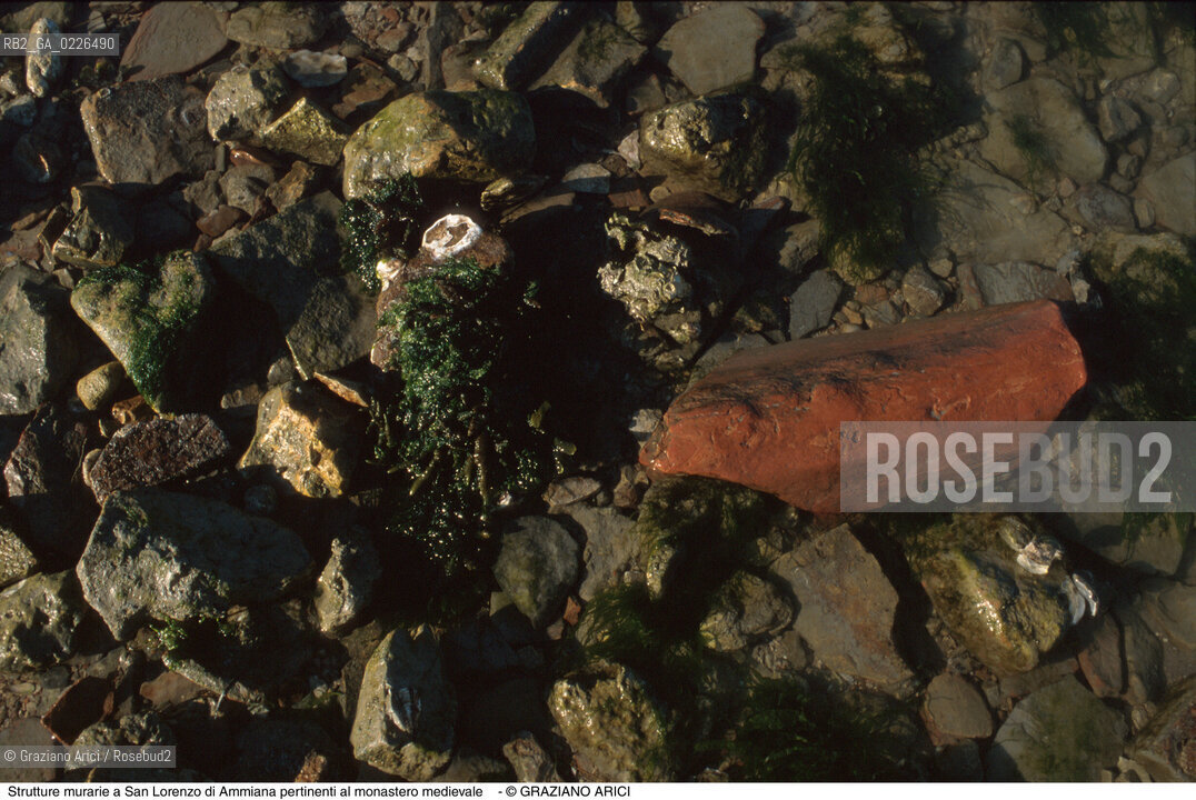 Caption: Nome:..BARENA SITO DI SAN LORENZO IN AMMIANA....Localizzazione:..VENEZIA /  LAGUNA NORD..VENICE /  THE NORTH LAGOON..Soggetto:..Strutture murarie a San Lorenzo di Ammiana pertinenti al monastero medievale TEGOLA CONCHIGLIE..ARCHEOLOGIA..Cronologia:......Autore:......Stile:......Editori Stampatori:......Committenza:......Materia e Tecnica:......Collocazione:......Note:....Riproduzione Fotografica:..Graziano Arici/Rosebud2 ...Copyright:..Graziano Arici / rosebud2/....Data:..1993....Costo:..A....Key:..ISOLE ABBANDONATE..UNINHABITED ISLANDS