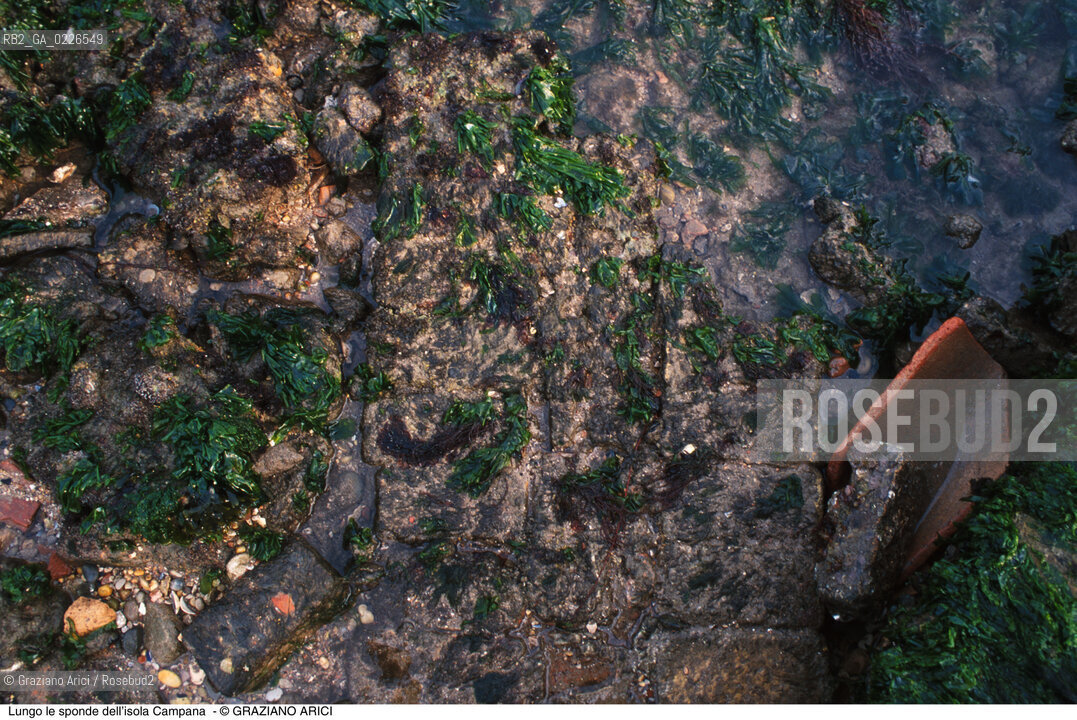 Caption: Nome:..BARENA SITO DI SAN MARCO IN BOCCALAMA....Localizzazione:..VENEZIA /  LAGUNA SUD..VENICE /  THE SOUTH LAGOON..Soggetto:..Lungo le sponde dell’isola Campana..ARCHEOLOGIA..Cronologia:......Autore:......Stile:......Editori Stampatori:......Committenza:......Materia e Tecnica:......Collocazione:......Note:....Riproduzione Fotografica:..Graziano Arici/Rosebud2 ...Copyright:..Graziano Arici / rosebud2/....Data:..1993....Costo:..A....Key:..ISOLE ABBANDONATE..UNINHABITED ISLANDS