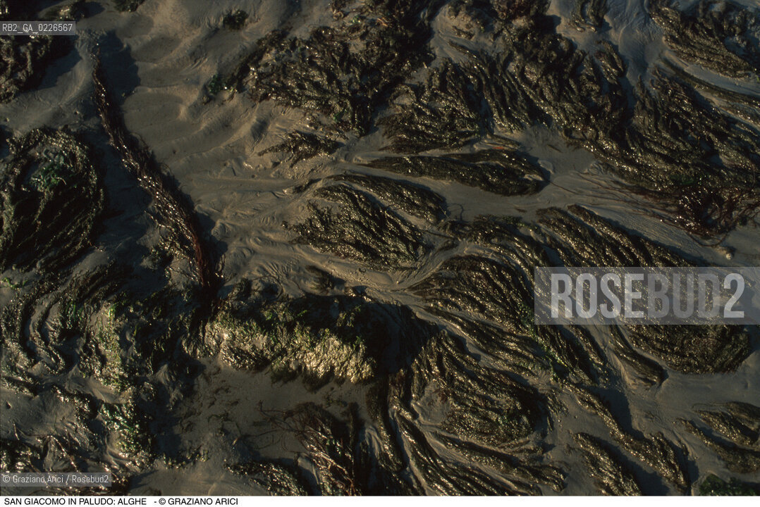 Caption: Nome:..ISOLA DI SAN GIACOMO IN PALUDO ....Localizzazione:..VENEZIA / ISOLA DI SAN  GIACOMO IN PALUDO / LAGUNA NORD..VENICE / THE ISLE OF SAN GIACOMO IN PALUDO / THE NORTH LAGOON..Soggetto:..ISOLA DI SAN GIACOMO IN PALUDO /  ALGHE..ARCHEOLOGIA..Cronologia:......Autore:......Stile:......Editori Stampatori:......Committenza:......Materia e Tecnica:......Collocazione:......Note:..DAL 1860 VENNE UTILIZZATA COME POLVERIERA..SINCE1860 THE ISLE WAS USED AS A POWDER MAGAZINE ..Riproduzione Fotografica:..Graziano Arici/Rosebud2 ...Copyright:..Graziano Arici / rosebud2/....Data:..1993....Costo:..A....Key:..ISOLE ABBANDONATE..UNINHABITED ISLANDS