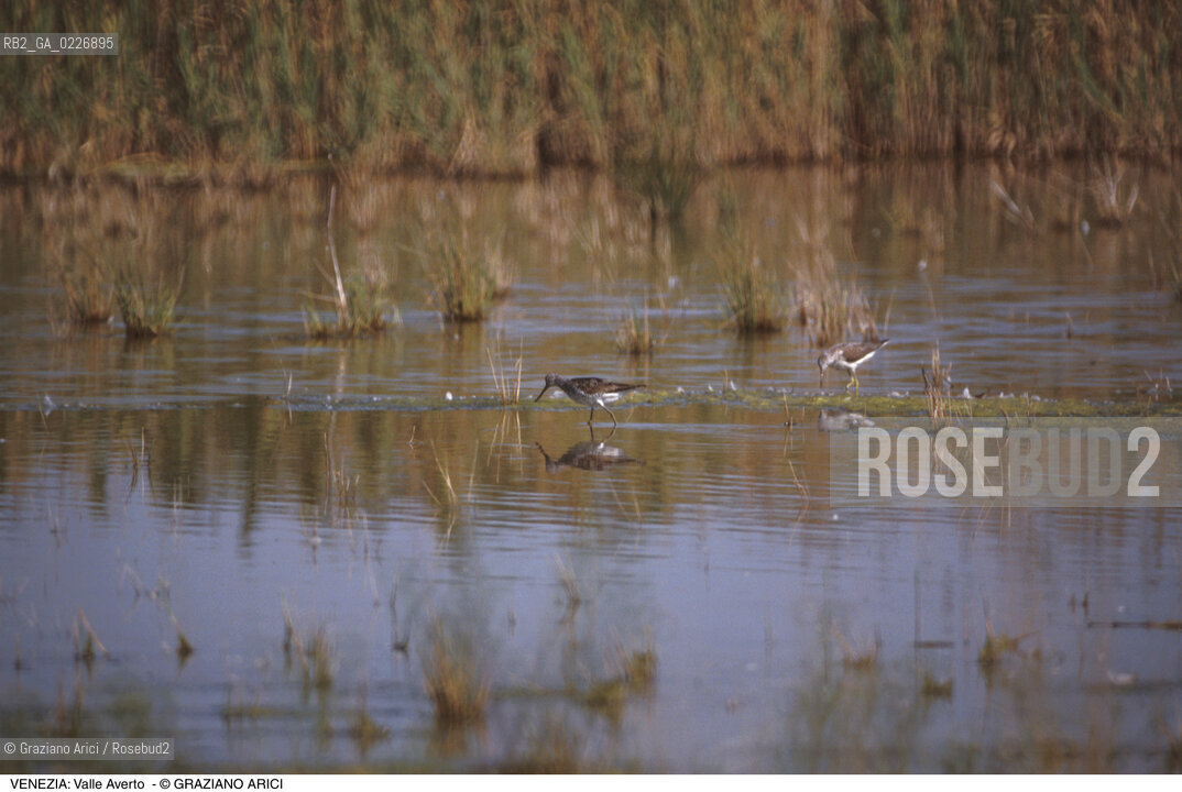 Localizzazione:..VENEZIA / LAGUNA SUD..Oggetto:..Soggetto:..OASI FAUNISTICA DI VALLE AVERTO / UCCELLI WWF..Cronologia: ....Definizione Culturale:..   Autore:....   Stile:..   Editori/Stampatori:..   Committenza:..Materia e Tecnica:....Collocazione:..Note:..LAGUNA - PESCA..Riproduzione Fotografica:..Copyright:..Graziano Arici/Rosebud2 .Data:..1995..Costo:..A