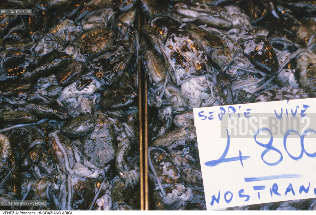 Localizzazione:..VENEZIA / S. POLO..Oggetto:..Soggetto:..MERCATO ITTICO DI RIALTO / PESCHERIA PESCE SEPPIE..Cronologia: ....Definizione Culturale:..   Autore:....   Stile:..   Editori/Stampatori:..   Committenza:..Materia e Tecnica:....Collocazione:..Note:..MERCATI..Riproduzione Fotografica:..Copyright:..Graziano Arici/Rosebud2 .Data:..1985..Costo:..A