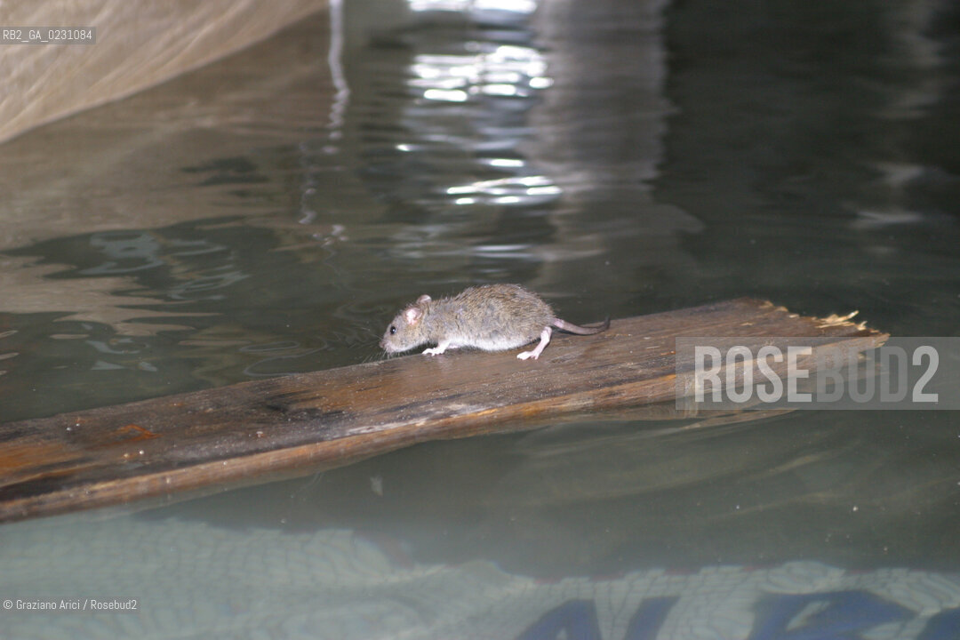 HIGH TIDE IN VENICE - 16 /11/2002  ©Graziano Arici/Rosebud2  ALTA MAREA / ACQUA ALTA TOPO
