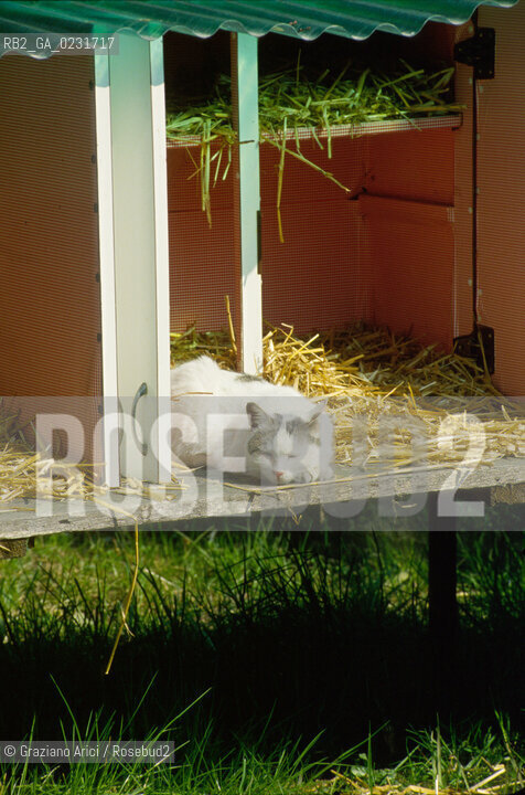 Nome:..ISOLA DI SAN CLEMENTE: RIFUGIO PER GATTI....Localizzazione:..VENEZIA / ISOLA DI SAN CLEMENTE / LAGUNA SUD..VENICE / THE ISLE OF SAN CLEMENTE / THE SOUTH  LAGOON..Soggetto:..ISOLA DI SAN CLEMENTE / RIFUGIO PER GATTI..ISLE OF  SAN CLEMENTE / REFUGE FOR CATS..Cronologia:......Autore:......Stile:......Editori Stampatori:......Committenza:......Materia e Tecnica:......Collocazione:......Note:..I PRIMI EDIFICI RISALGONO AL XII SECOLO / DAL 1834 LISOLA DIVENNE MANICOMIO PROVINCIALE FEMMINILE FINO AL1992 / SACCHEGGIATA NEL 1992, OGGI E DIVENTATA RIFUGIO PER GATTI RANDAGI, GRAZIE AI VOLONTARI DELLASSOCIAZIONE DINGO..THE FIRST BUILDINGS  DATE BACK TO THE XII CENTURY  / FROM 1834 TO 1992 IT WAS USED AS A GIRLS MENTAL HOSPITAL  / SACKED IN 1992, IT BECAME A REFUGE FOR STRAY CATS, THANKS TO  VOLUNTARY DINGO ASSOCIATION..Riproduzione Fotografica:..Graziano Arici/Rosebud2 ...Copyright:..Graziano Arici / rosebud2/....Data:..1993....Costo:..A....Key:..ISOLE ABBANDONATE..UNINHABITED ISLANDS