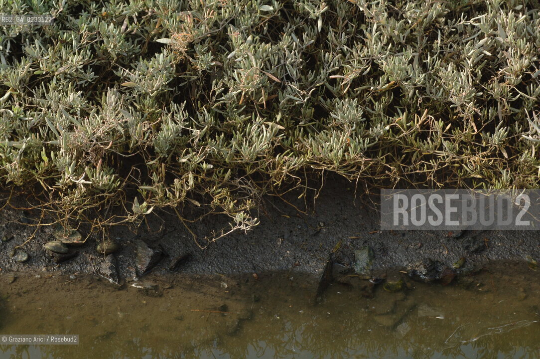 1/11/05 - ISOLA DI S.ERASMO - PERCORSI NATURALISTICI EDUCATIVI -©Graziano Arici/Rosebud2 LAGUNA