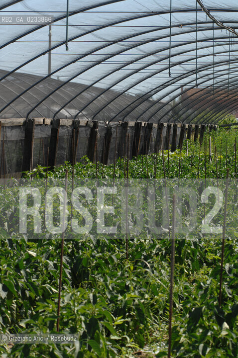 VENEZIA 1/08/2007 - LITORALE DEL CAVALLINO TREPORTI SERRE ED ORTI  ©Graziano Arici/Rosebud2